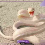 تفسير حلم الحية البيضاء في المنام وعضتها لابن سيرين 