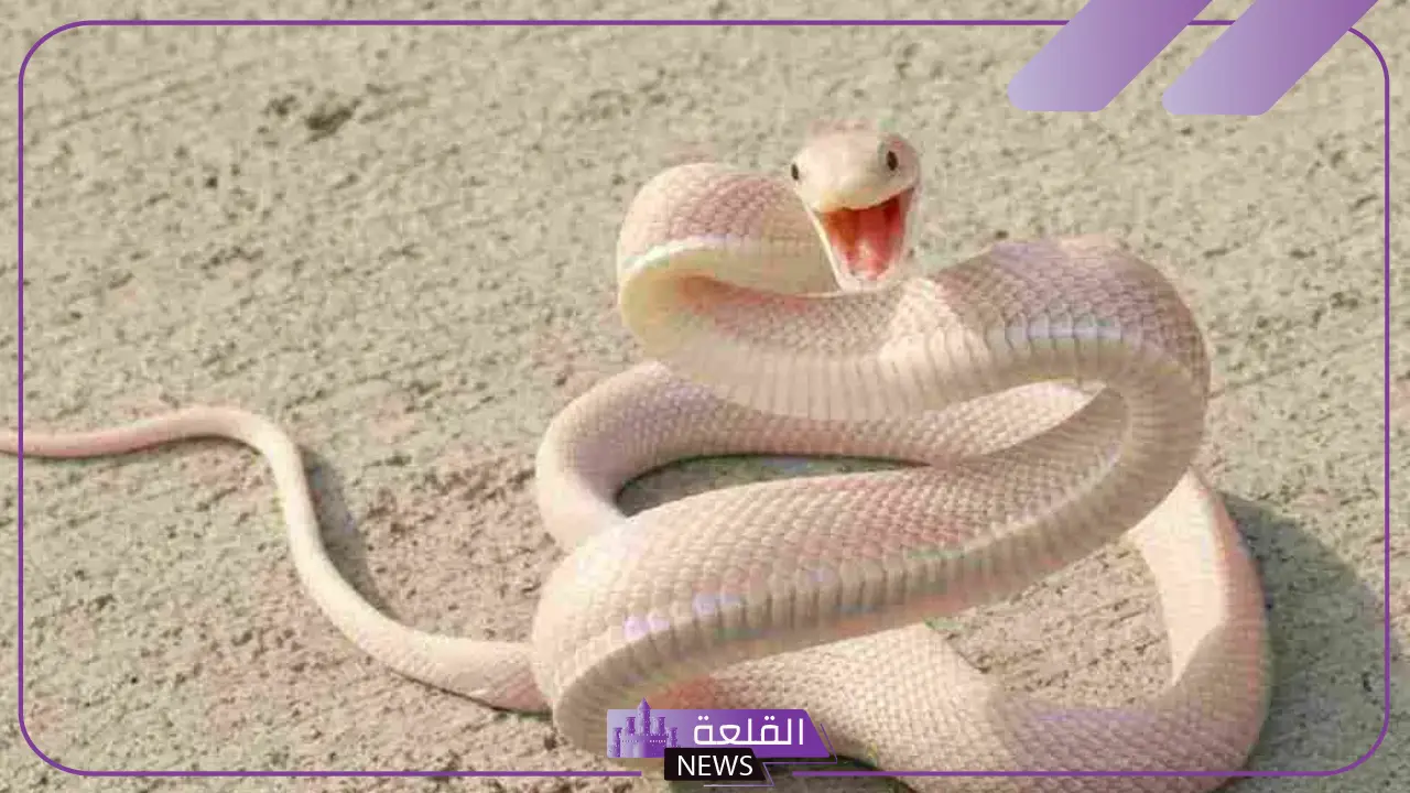 تفسير حلم الحية البيضاء في المنام وعضتها لابن سيرين 