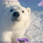 تفسير حلم رؤية الدب في المنام للرجل وهجومه لابن سيرين