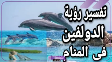 الدولفين