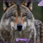 ما هو صوت الذئب؟ هل تصدر الذئاب أصواتًا عند اكتمال القمر؟
