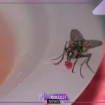 تفسير حلم قتل الذبابة في المنام للرجل المتزوج والمرأة لابن سيرين