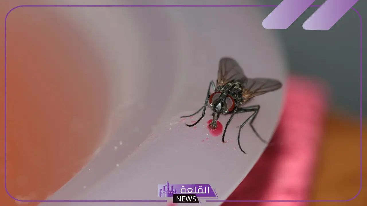 تفسير حلم قتل الذبابة في المنام للرجل المتزوج والمرأة لابن سيرين