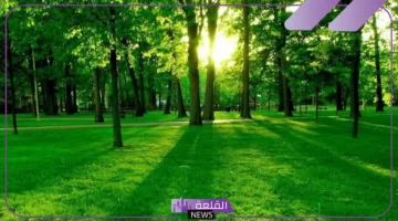 الزراعة في المنام