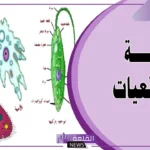 معلومات عن مملكة الطلائعيات.. تنقسم مملكة الطلائعيات إلى: