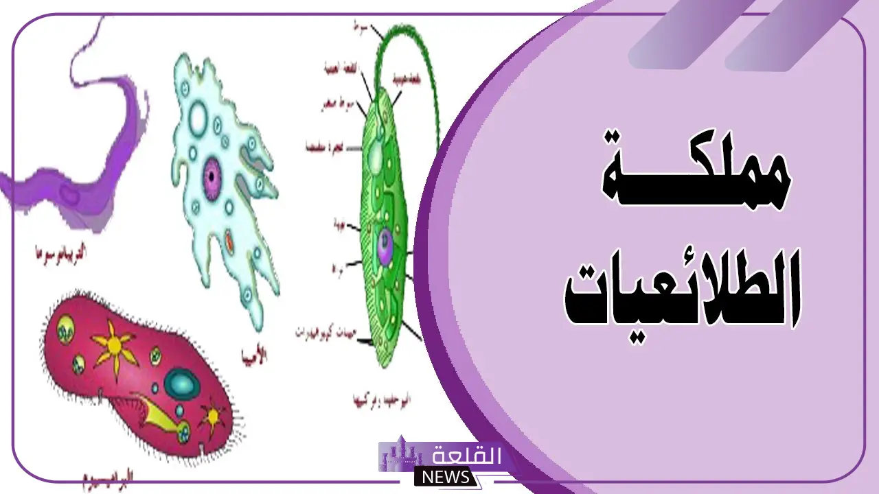 معلومات عن مملكة الطلائعيات.. تنقسم مملكة الطلائعيات إلى: