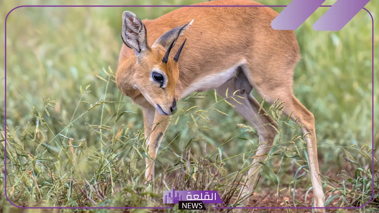 معلومات عن الظبي الأبيض وعن حياته، أين يعيش الظبي؟ 5 الظبي الأبيض بالتفصيل