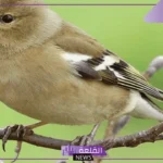 تفسير حلم رؤية العصافير في المنام عند ابن سيرين وذبحها