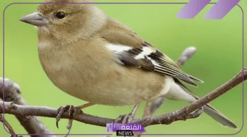 العصفور بالمنام