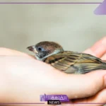 تفسير حلم رؤية العصفور في المنام للرجل لابن سيرين