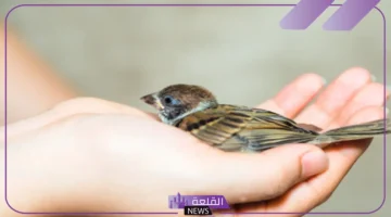 العصفور في الحلم