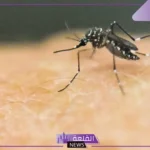 الفرق بين الناموس والبعوض.. أنواع البعوض المتنوعة 