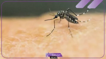 الفرق بين الباعوض والناموس