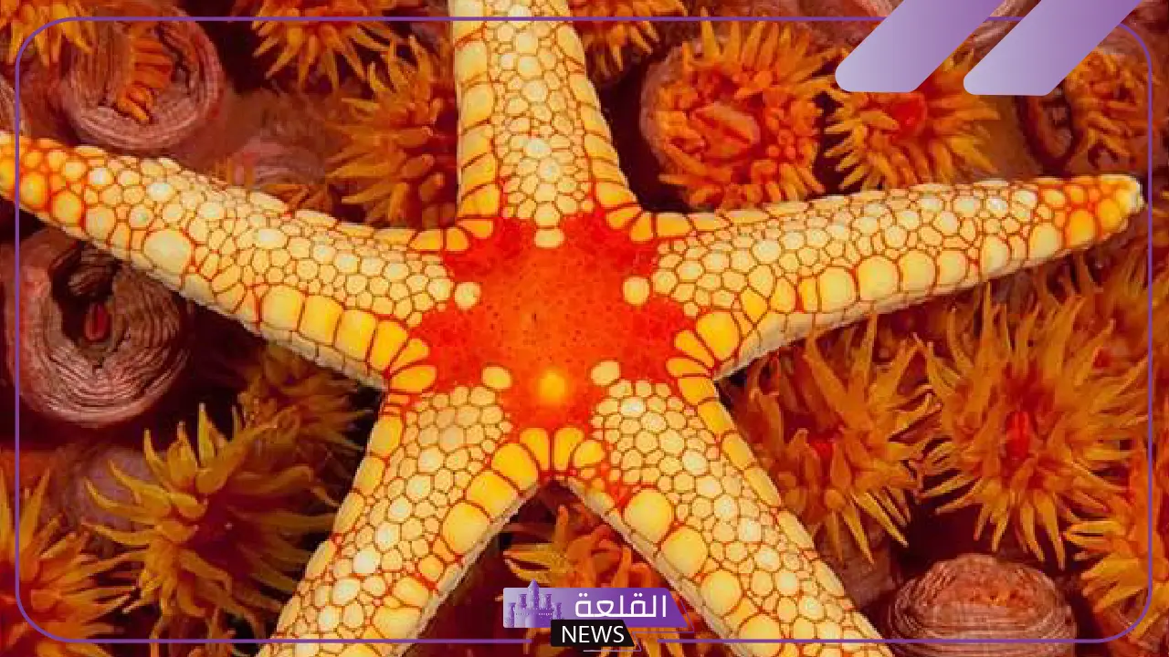 اكبر مجموعه في اللافقاريات هي: أمثلة على اللافقاريات