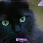 تفسير حلم قط اسود في المنام للحامل والمتزوجة والهجوم منه لابن سيرين