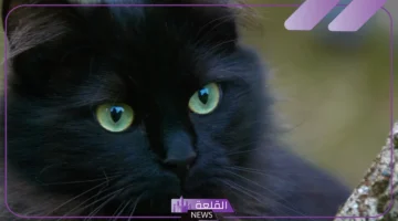 القط الأسود في المنام