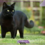 تفسير القط الاسود في المنام يهجم علي لابن سيرين للعزباء والمتزوجة