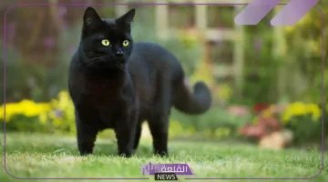 القطة السوداء