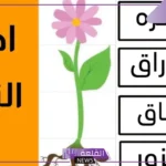 ما هي اجزاء النبات ووظائفها للاطفال