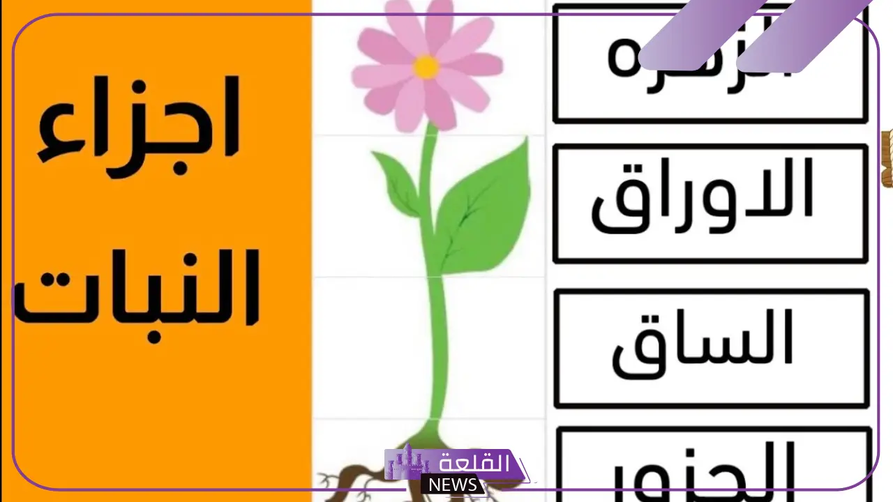 ما هي اجزاء النبات ووظائفها للاطفال