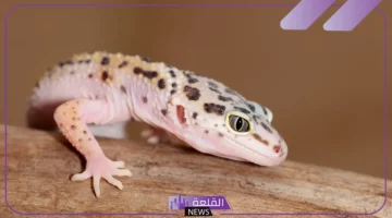 الوزغ