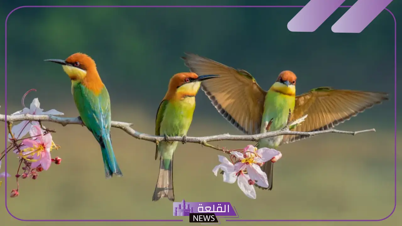 تفسير حلم رؤية العصافير في المنام عند ابن سيرين وذبحها 5 ذبح العصفور في المنام
