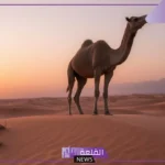 تكيف الجمل في الصحراء.. معلومات عن الجمل سفينة الصحراء