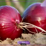 تفسير حلم البصل الأخضر والأحمر في المنام للمتزوجة والعزباء
