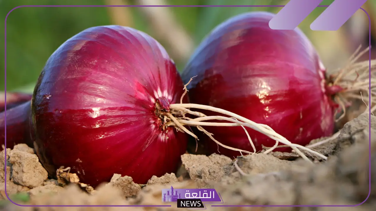 تفسير حلم البصل الأخضر والأحمر في المنام للمتزوجة والعزباء