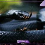 تفسير رؤية الثعبان الاسود في المنام للحامل والعزباء والرجل