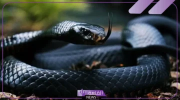 حلم الثعبان الأسود