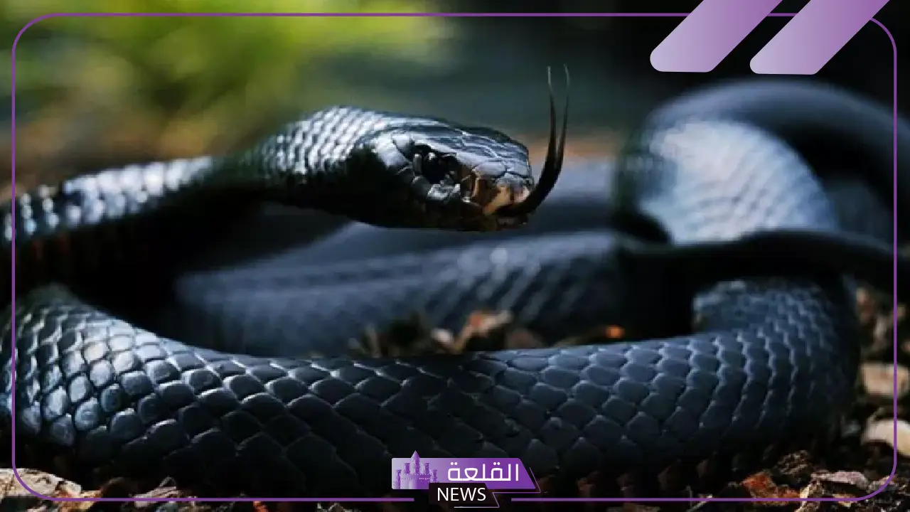 تفسير رؤية الثعبان الاسود في المنام للحامل والعزباء والرجل
