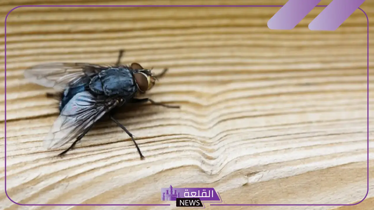 تفسير حلم قتل الذبابة في المنام للرجل المتزوج والمرأة لابن سيرين 5 معنى رؤية الذباب