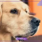 تفسير حلم رؤية الكلب في المنام للمتزوجة وعدم الخوف منه