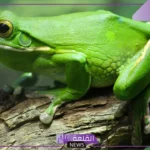 ماذا يأكل الضفدع وما نظام حياته؟ معلومات غريبة عن الضفادع