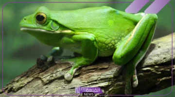 حياة الضفدع