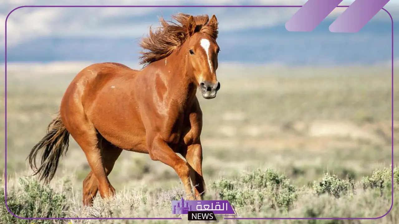 ما هو تعريف الخيل الهندي؟ أفضل سلالات الخيول في العالم 5 تعريف الخيل الهندي