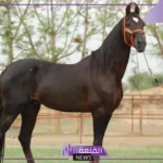 ما هو تعريف الخيل الهندي؟ أفضل سلالات الخيول في العالم