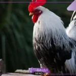 تفسير حلم رؤية الديك في المنام للمتزوجة والعزباء لابن سيرين