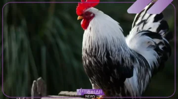 دلالة الديك في المنام