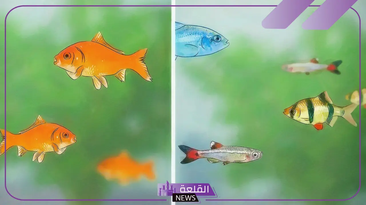 دورة حياة السمكة.. أهمية الحفاظ على التوازن البيئي للأسماك 5 تأثير العوامل البيئية على نمو الأسماك