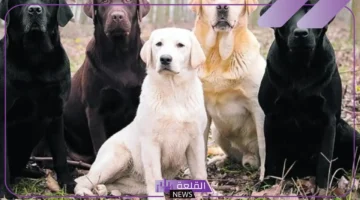رؤية الكلب الاليف