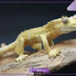 تفسير حلم رؤية الوزغ في المنام لابن سيرين وابن شاهين