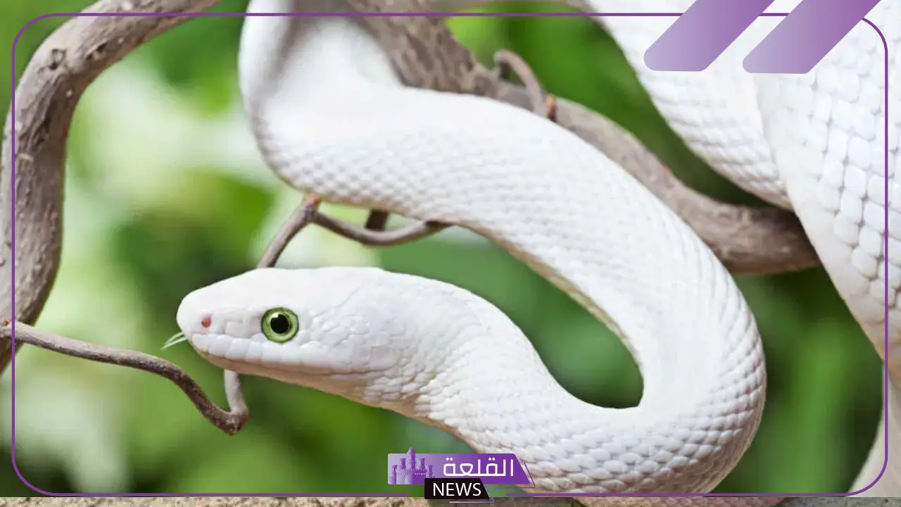تفسير حلم الحية البيضاء في المنام وعضتها لابن سيرين 5 تفسير حلم الحية البيضاء في المنام وعضتها لابن سيرين