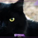 تفسير القط الاسود في المنام يهجم علي لابن سيرين