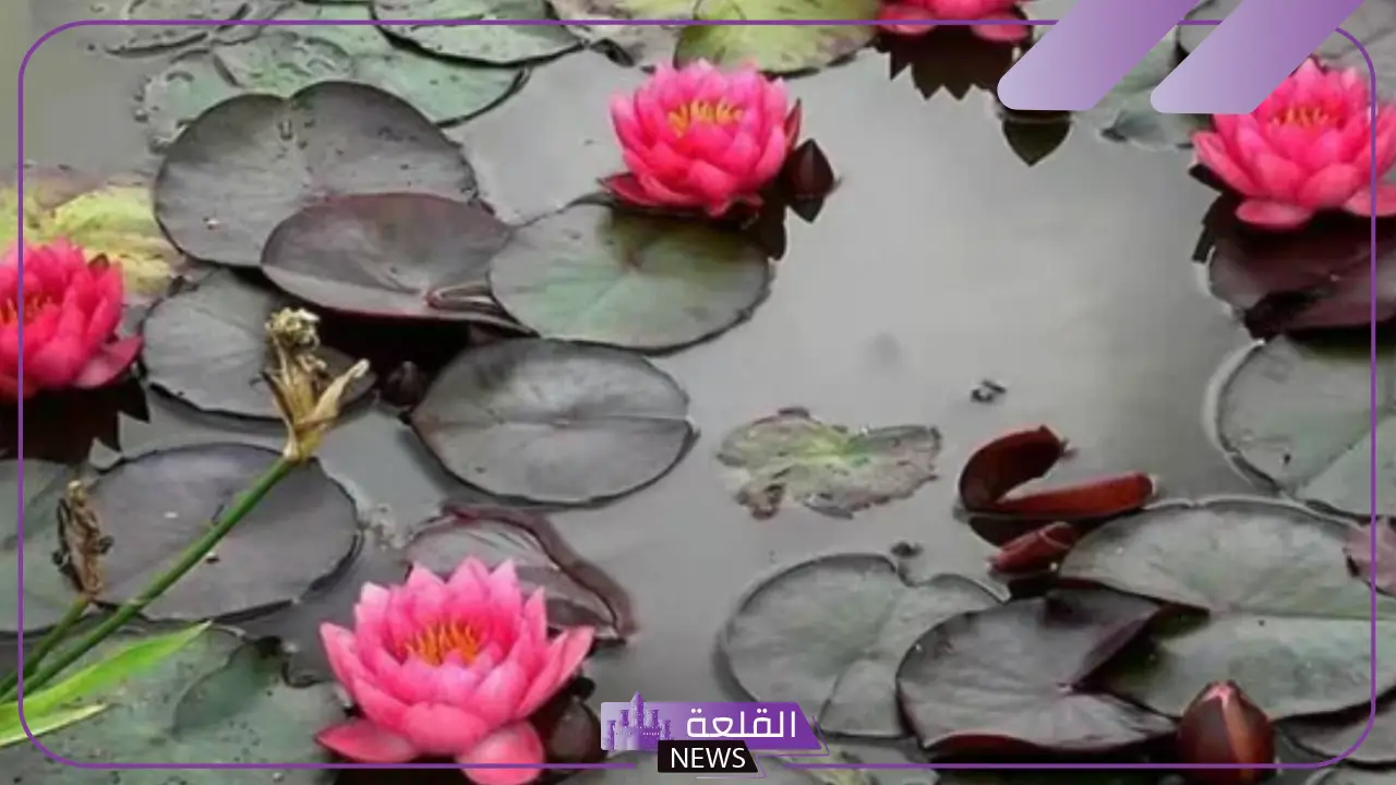 وصف وخصائص زنبق الماء وأهميته في النظام البيئي 6 خصائص زنبق الماء