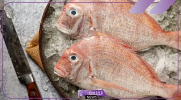سمك عريضي