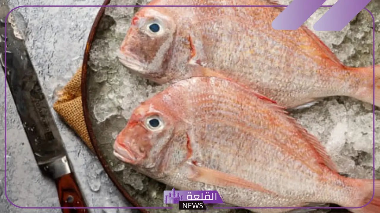 كل ما تحتاج لمعرفته عن سمك عريضي.. القيمة الغذائية للسمك العريضي