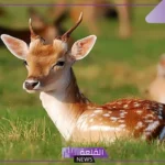  أسباب إصدار صوت الغزال.. ما اسم صوت حيوان الغزال؟