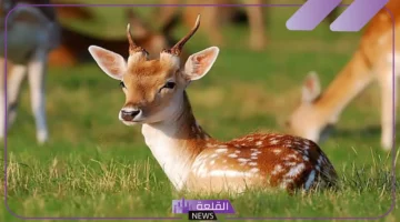 صوت الغزال
